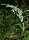 Einzelbild 3 Vielblütiges Salomonssiegel - Polygonatum multiflorum
