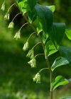 Einzelbild 1 Vielblütiges Salomonssiegel - Polygonatum multiflorum