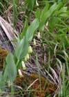 Einzelbild 1 Echtes Salomonssiegel - Polygonatum odoratum