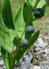 Einzelbild 3 Echtes Salomonssiegel - Polygonatum odoratum