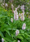 Einzelbild 1 Schlangen-Knöterich - Polygonum bistorta