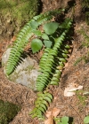Einzelbild 4 Lanzenfarn - Polystichum lonchitis