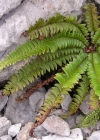 Einzelbild 5 Lanzenfarn - Polystichum lonchitis