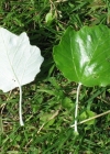 Einzelbild 1 Silber-Pappel - Populus alba