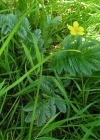 Einzelbild 3 Gänse-Fingerkraut - Potentilla anserina