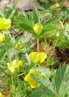 Einzelbild 4 Gold-Fingerkraut - Potentilla aurea