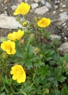 Einzelbild 3 Crantz' Fingerkraut - Potentilla crantzii