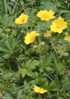 Einzelbild 1 Crantz' Fingerkraut - Potentilla crantzii