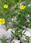 Einzelbild 1 Blutwurz - Potentilla erecta