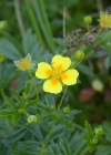 Einzelbild 4 Blutwurz - Potentilla erecta
