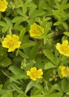 Einzelbild 4 Kriechendes Fingerkraut - Potentilla reptans