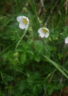 Einzelbild 3 Felsen-Fingerkraut - Potentilla rupestris