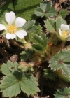 Einzelbild 1 Erdbeer-Fingerkraut - Potentilla sterilis