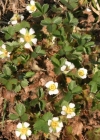 Einzelbild 3 Erdbeer-Fingerkraut - Potentilla sterilis