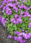 Einzelbild 4 Rote Felsen-Primel - Primula hirsuta
