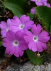 Einzelbild 1 Rote Felsen-Primel - Primula hirsuta