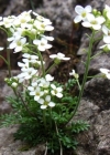Einzelbild 1 Gämskresse - Pritzelago alpina