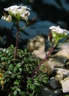 Einzelbild 4 Gämskresse - Pritzelago alpina
