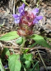 Einzelbild 4 Kleine Brunelle - Prunella vulgaris
