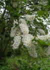 Einzelbild 1 Traubenkirsche - Prunus padus