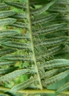 Einzelbild 4 Adlerfarn - Pteridium aquilinum