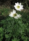 Einzelbild 2 Weisse Alpen-Anemone - Pulsatilla alpina subsp. alpina