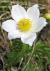 Einzelbild 4 Weisse Alpen-Anemone - Pulsatilla alpina subsp. alpina