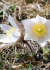 Einzelbild 3 Frühlings-Anemone - Pulsatilla vernalis