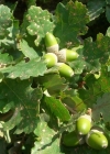 Einzelbild 4 Trauben-Eiche - Quercus petraea