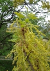 Einzelbild 4 Flaum-Eiche - Quercus pubescens