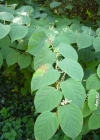 Einzelbild 1 Japanischer Staudenknöterich - Reynoutria japonica