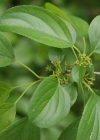 Einzelbild 3 Purgier-Kreuzdorn - Rhamnus cathartica