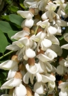 Einzelbild 2 Robinie - Robinia pseudoacacia