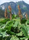 Einzelbild 4 Alpen-Ampfer - Rumex alpinus
