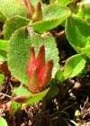 Einzelbild 3 Kraut-Weide - Salix herbacea