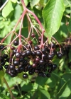 Einzelbild 1 Schwarzer Holunder - Sambucus nigra