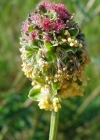 Einzelbild 1 Kleiner Wiesenknopf - Sanguisorba minor
