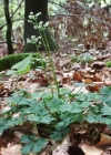 Einzelbild 3 Sanikel - Sanicula europaea