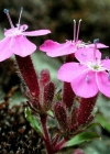Einzelbild 2 Rotes Seifenkraut - Saponaria ocymoides