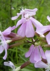Einzelbild 1 Echtes Seifenkraut - Saponaria officinalis
