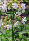 Einzelbild 4 Echtes Seifenkraut - Saponaria officinalis