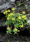 Einzelbild 3 Bach-Steinbrech - Saxifraga aizoides