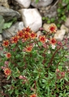 Einzelbild 4 Bach-Steinbrech - Saxifraga aizoides