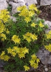 Einzelbild 1 Bach-Steinbrech - Saxifraga aizoides