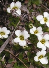 Einzelbild 1 Mannsschild-Steinbrech - Saxifraga androsacea