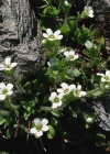 Einzelbild 2 Mannsschild-Steinbrech - Saxifraga androsacea