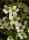 Einzelbild 3 Mannsschild-Steinbrech - Saxifraga androsacea