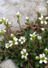 Einzelbild 4 Mannsschild-Steinbrech - Saxifraga androsacea