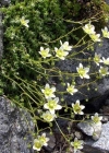 Einzelbild 4 Rauer Steinbrech - Saxifraga aspera