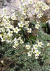 Einzelbild 4 Blaugrüner Steinbrech - Saxifraga caesia